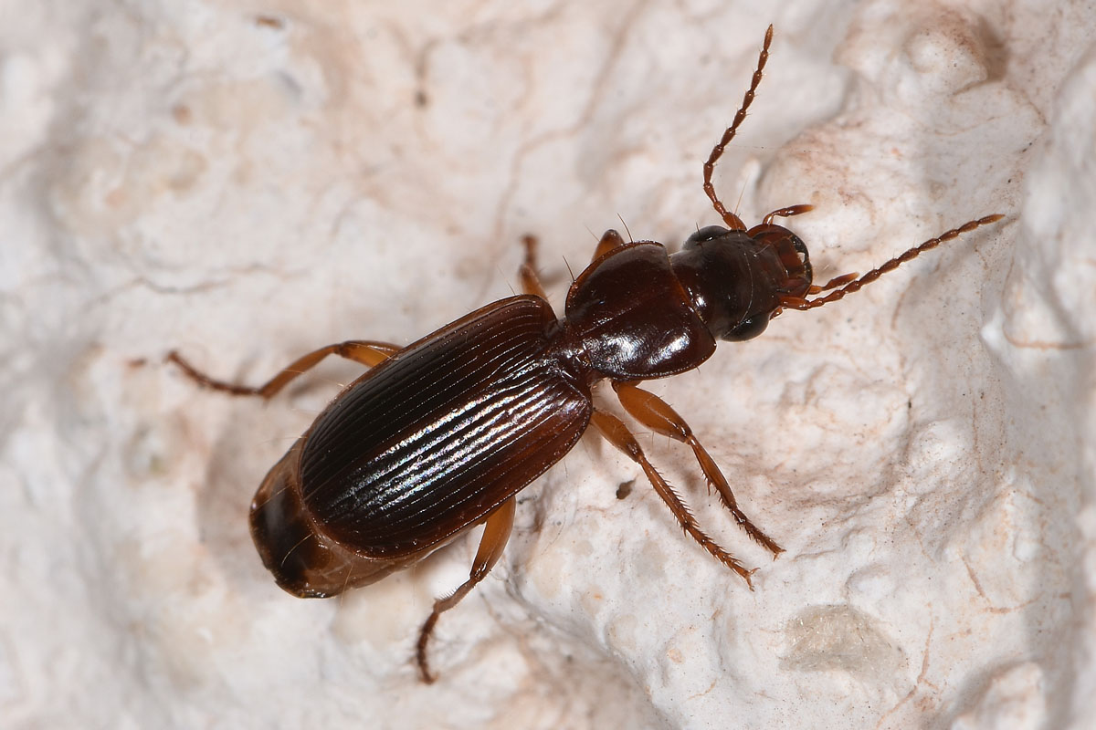 Carabidae: Potrebbe essere lui? cerrrto che  lui! Pseudomasorerus canigoulensis